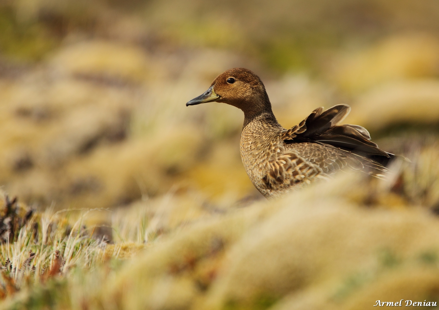 Canard d'Eaton